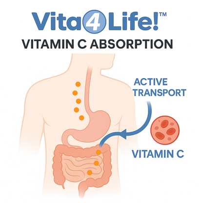 Vita4Life! Vitamin C Immune Support - 240 Capsules - High Potency with Zinc & Bioflavonoids